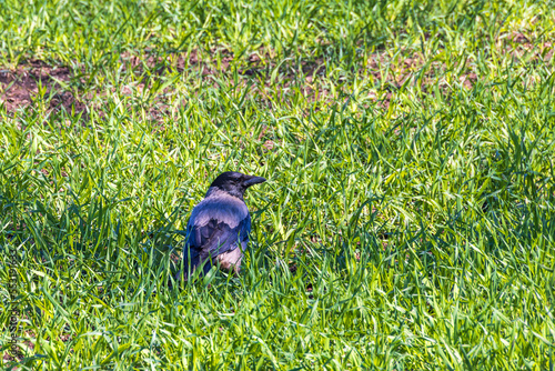 Hooded crow sitting in the green grass