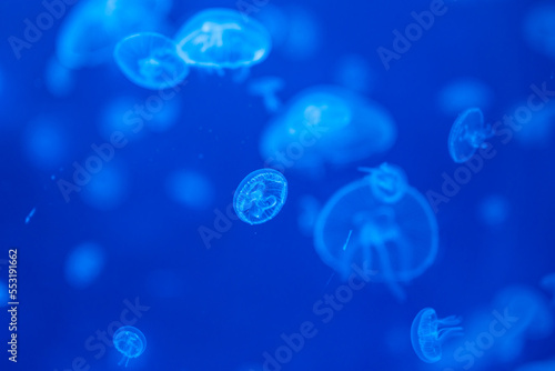 Beautiful jellyfish in the neon light in aquarium, nature background © dtatiana