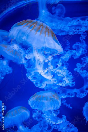 Beautiful jellyfish in the neon light in aquarium, nature background