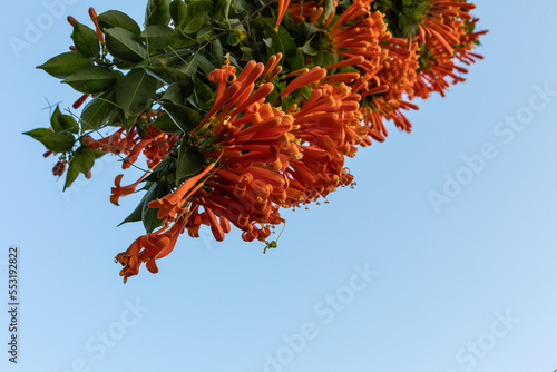 beatiful orange flowers of pyrostegia venusta with light blue sky background photo