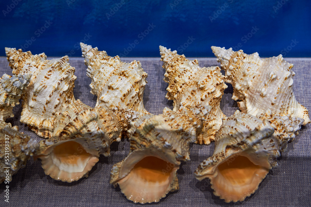 Large marine shell specimens of various shapes Large marine shell specimens of various shapes