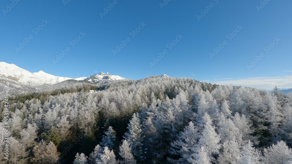The top of tall green fir trees covered with white winter frost The top of tall green fir trees covered with white winter frost