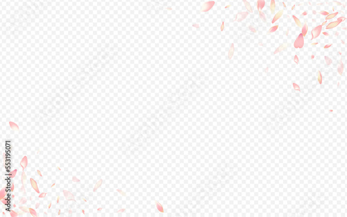 Pink Cherry Vector Transparent Background. Lotus