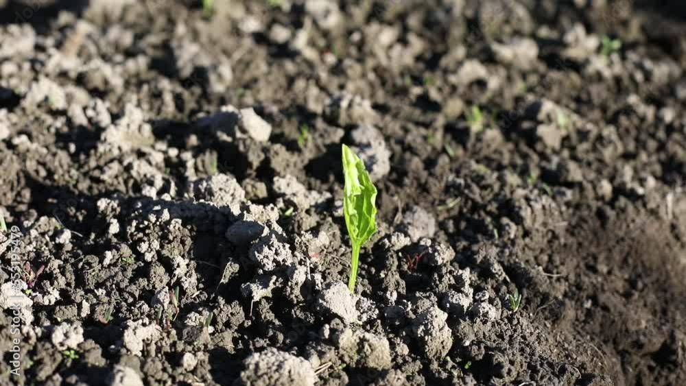 A plant in the ground. A sprout from the soil. A spring seedling. A fresh plant in the garden. A plant in the ground. A sprout from the soil. A spring seedling. A fresh plant in the garden.