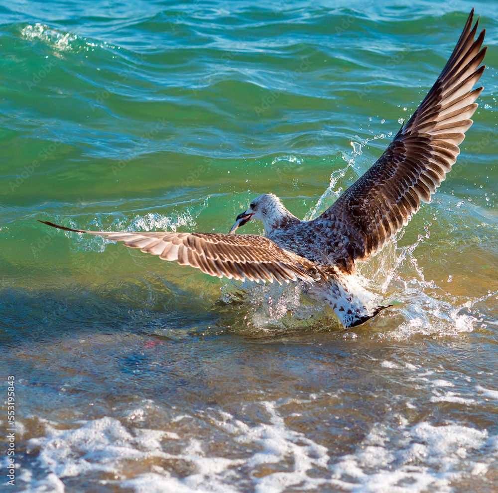Fototapeta premium A seagull with a caught fish in flight over the water.