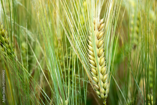 Close-up of an ear of triticale grain photo