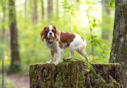 cavalier king charles spaniel