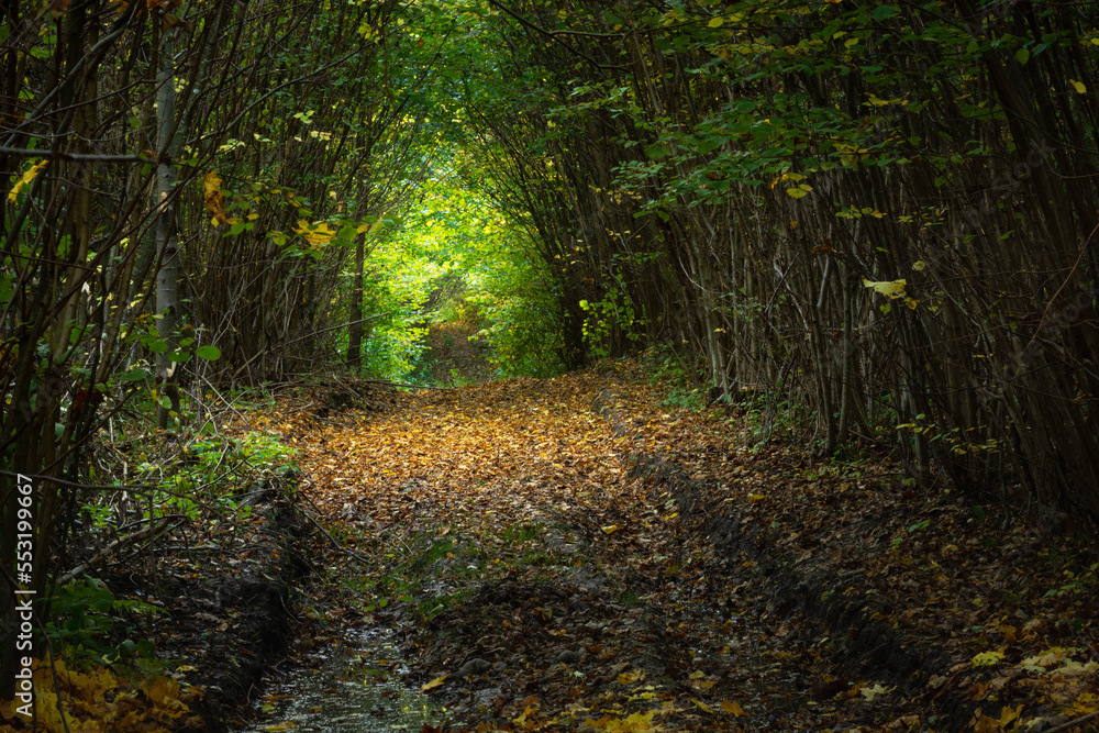 Path in a mysterious and beautiful autumn forest Path in a mysterious and beautiful autumn forest