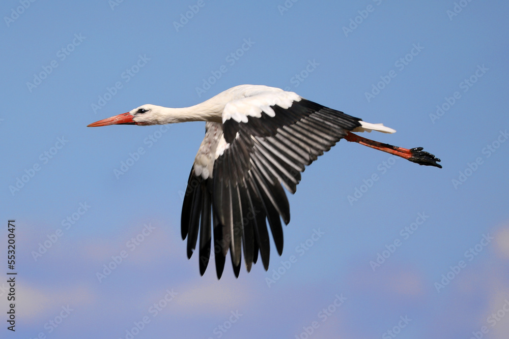 Obraz premium Fliegender Weißstorch