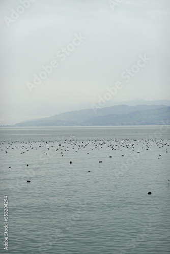 Panorama if Bodensee lake and lake birds, Switzerland