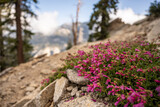 Vibrant Pink Penstemon Flowers Grow out of Granite Rocks