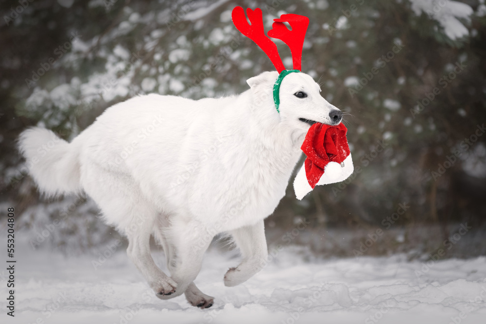 White dog with christmas hat