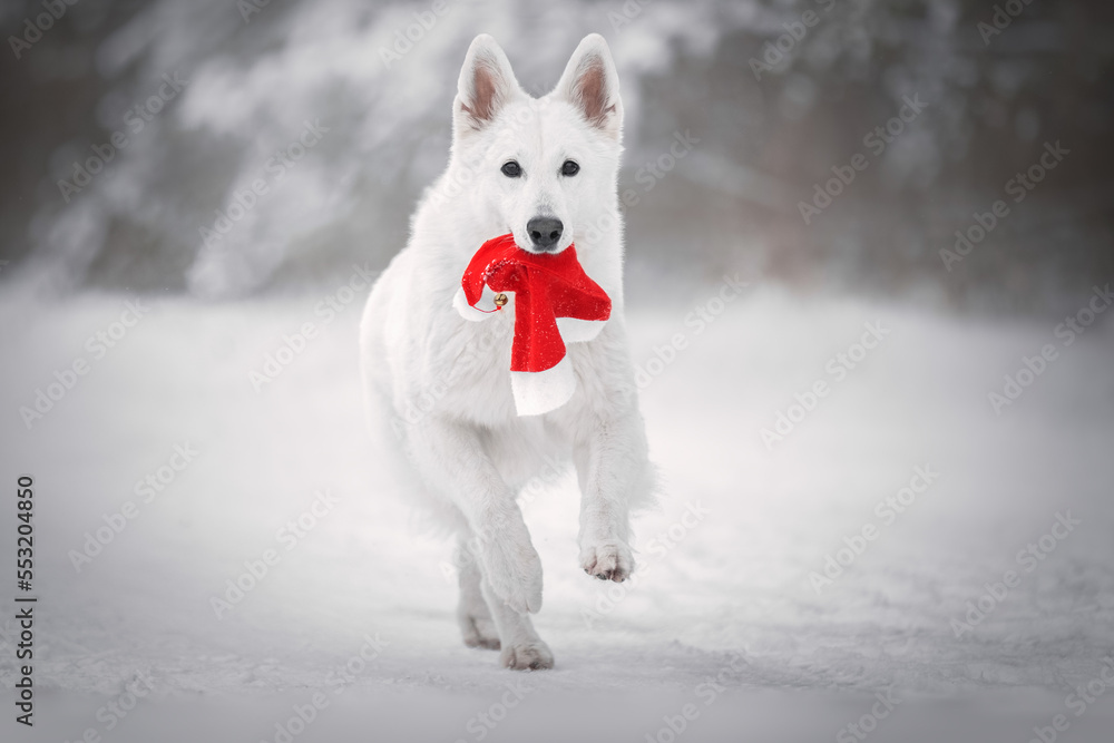 White dog with christmas hat