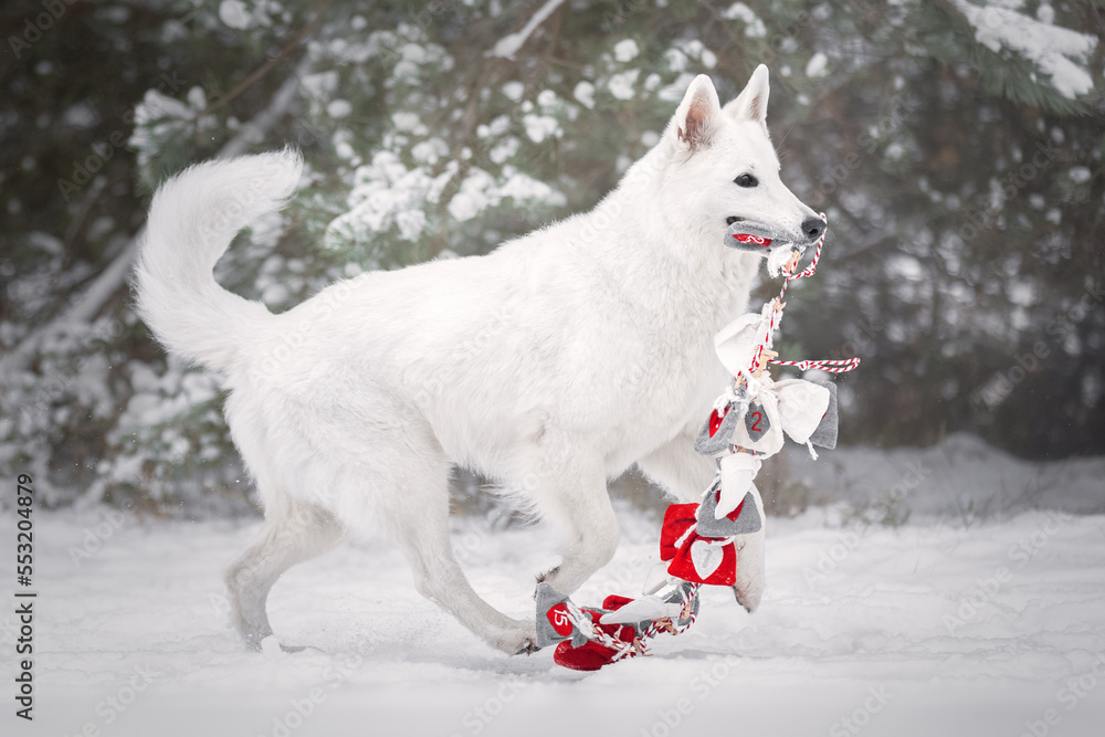 White dog with a gift bag in mouth