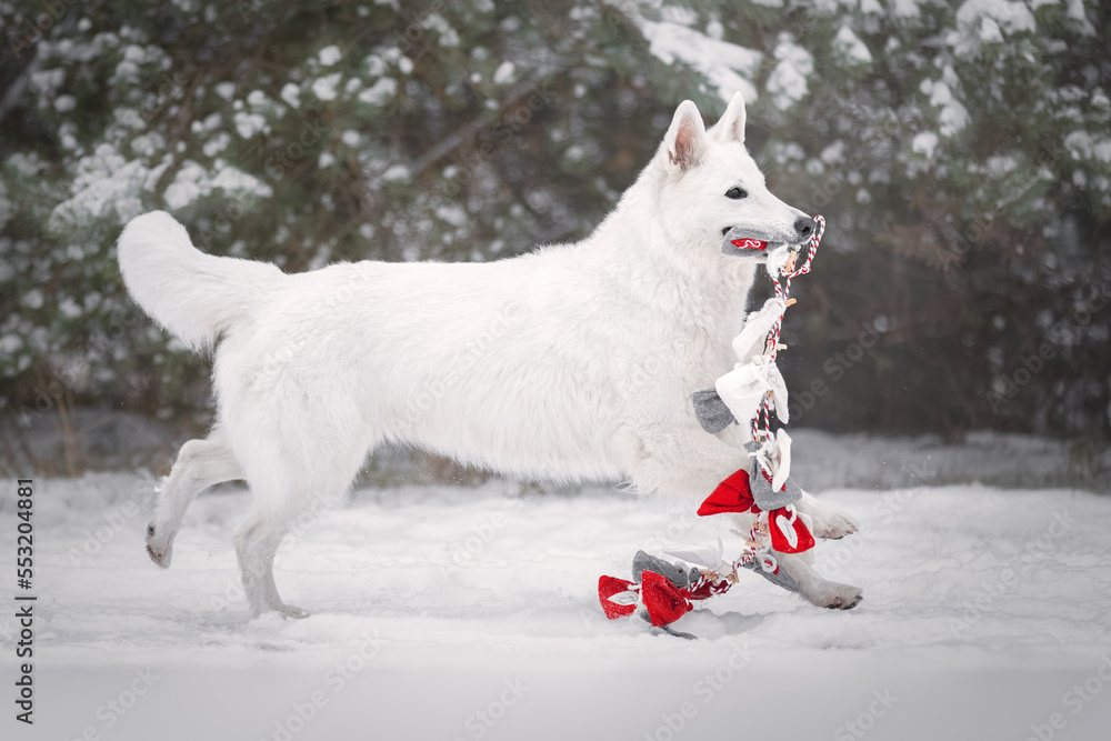 White dog with a gift bag in mouth