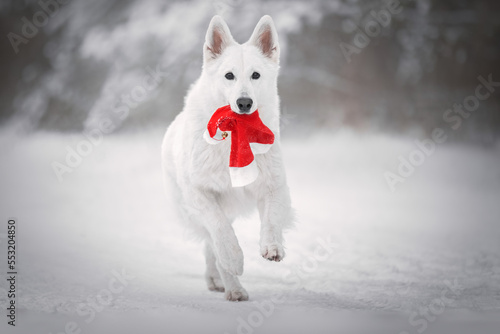 Obraz na płótnie White dog with christmas hat w salonie
