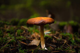 mushroom in the forest alone, spring time.