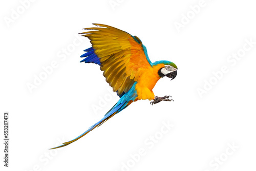 Colorful flying parrot isolated on transparent background.