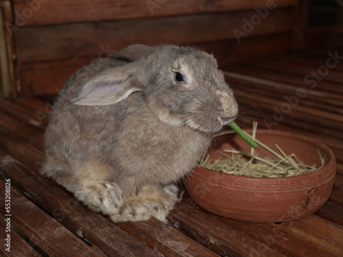 one of the animals in the zoo for education