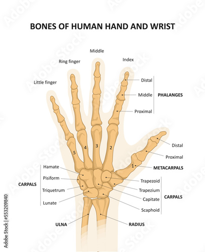 Bones of human hand and wrist.