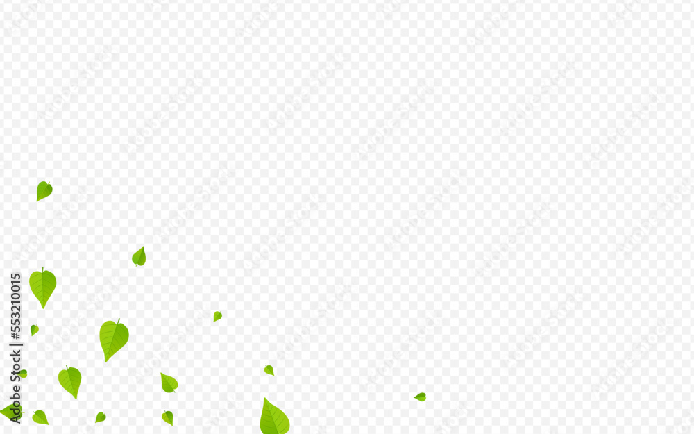 Olive Leaf Fresh Vector Transparent Background Olive Leaf Fresh Vector Transparent Background