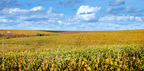 Agricultural landscape of ripening yellow green soybean field