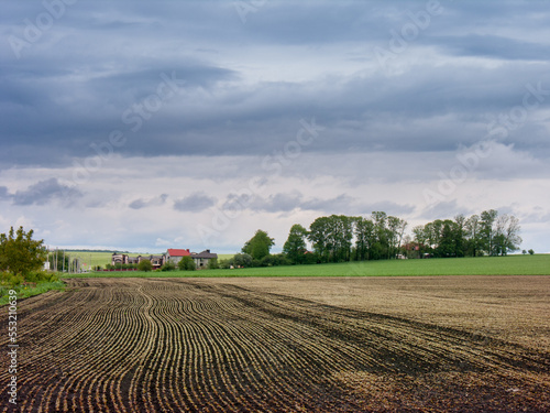 buckwheat plant fields landscapes