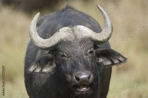 African buffalo or Cape buffalo in the Savannah (Syncerus caffer), Masai Mara National Park, Kenya