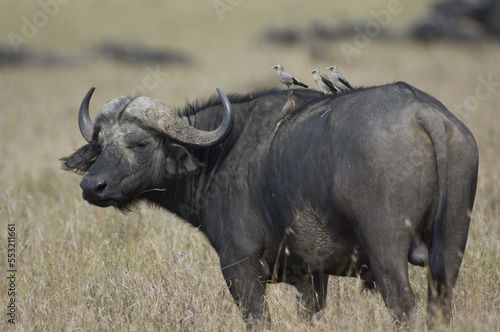 African buffalo or Cape buffalo and red-billed oxpeckers in the Savannah  Syncerus caffer   Masai Mara National Park  Kenya.