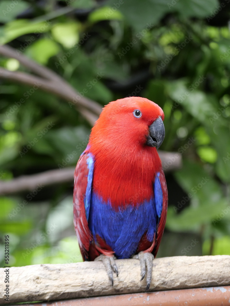 Obraz premium one of the animals in the zoo for education