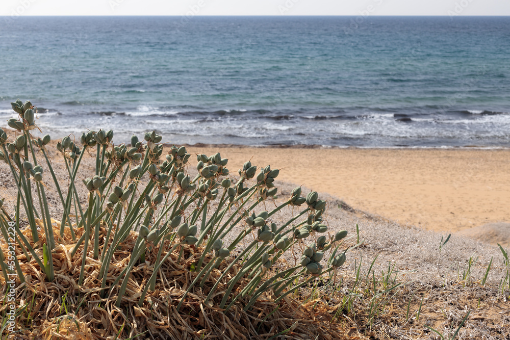 Flower buds of Pancratium Maritimum, sea daffodil grows on coastal sands. Flower buds of Pancratium Maritimum, sea daffodil grows on coastal sands.
