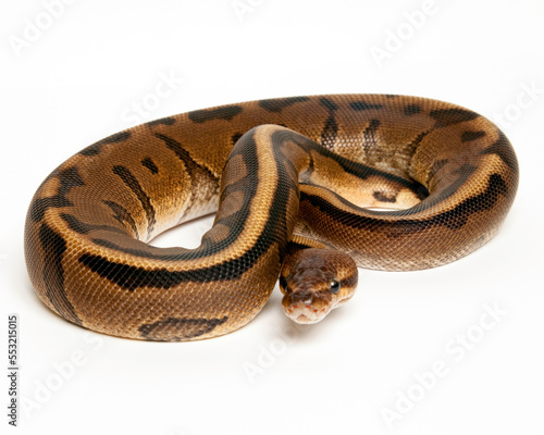 Genetic Stripe Ball Python on White Background