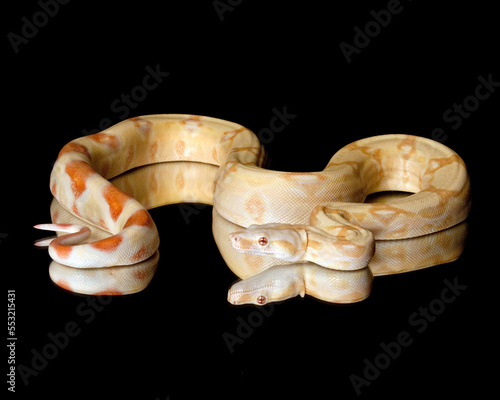 Albino Red-Tailed Boa