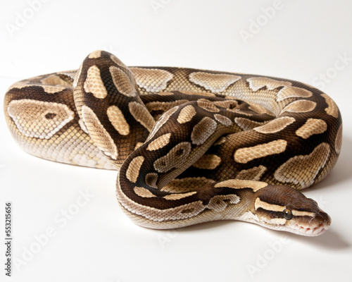 Lesser Ball Python Portrait