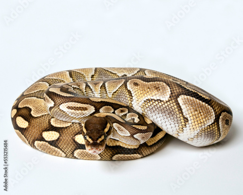 Lesser Ball Python