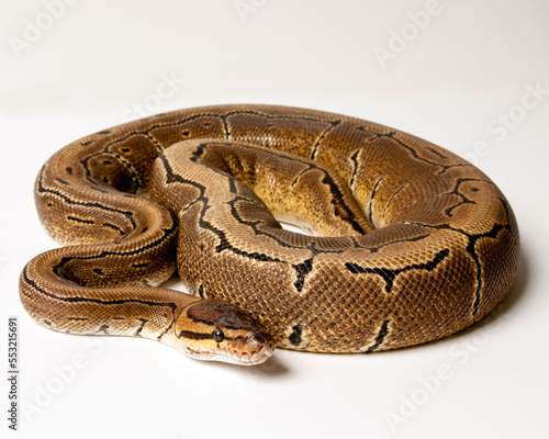Pinstripe Ball Python Portrait