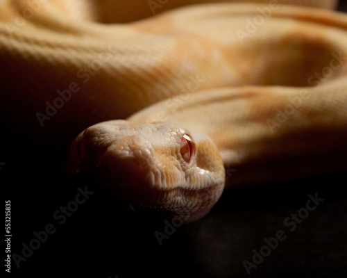 Dramatic Albino Red-Tailed Boa