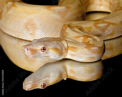 Albino RedTailed Boa Reflection