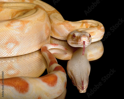 Albino Red Tailed Boa Tongue Reflection