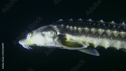 The camera follows the Azov-Black sea sturgeon or Russian sturgeon (Acipenser gueldenstaedtii) as it swims slowly against the dark water column, close-up. photo