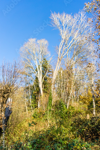 Branches Reaching Up photo