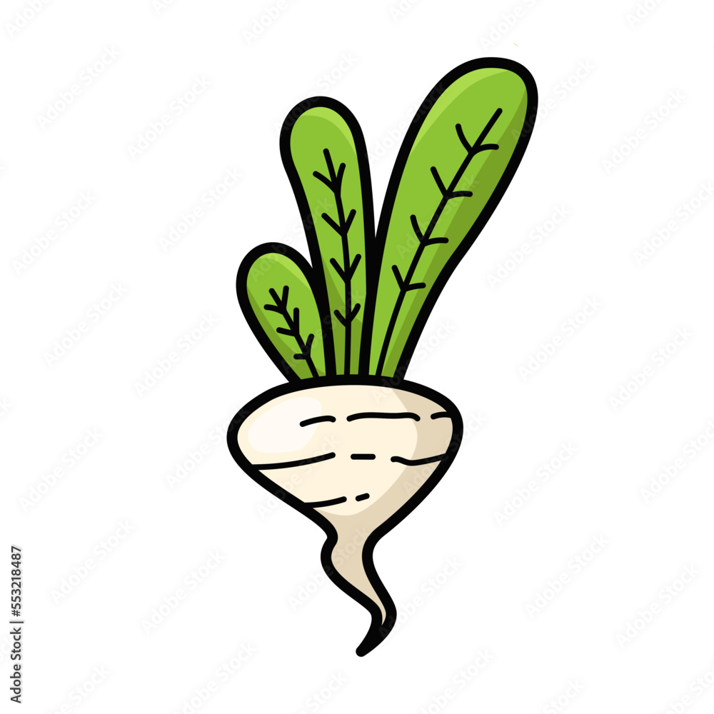 Radish Fresh Vegetables Vectors Illustration Radish Fresh Vegetables Vectors Illustration