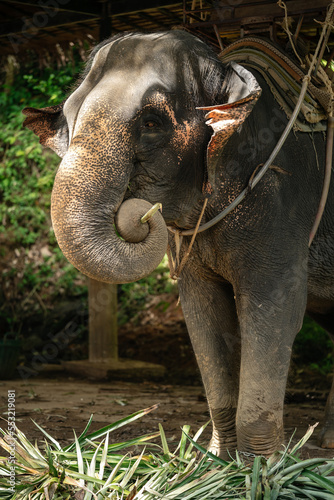 elephant in the park for tourists eating sweet cane.