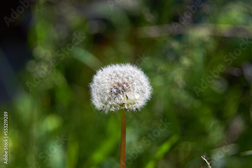 White dandelion flower alone among the green grass