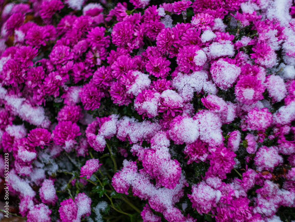 Obraz premium Blooming purple chrysanthemum flowers with fresh white snow. Frozen flowers with frost in the garden. Wintry wallpaper.