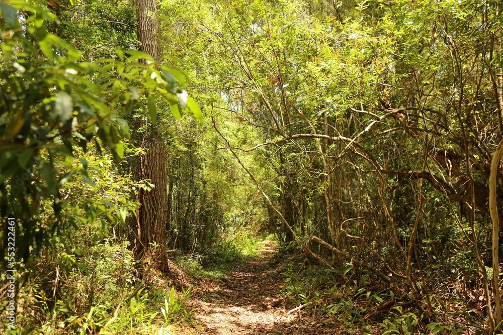 Trail through the Atlantic Forest in the Caraça Reserve region in Minas Gerais. Trail through the Atlantic Forest in the Caraça Reserve region in Minas Gerais.