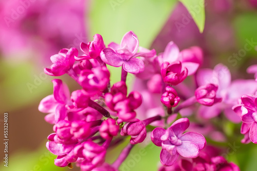 lilac branch blooms. Bright pink flowers of a spring lilac bush close-up on a blurred background.