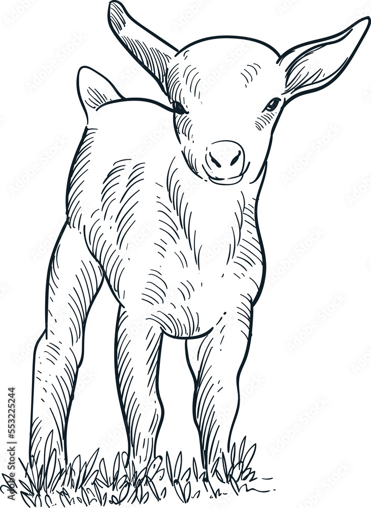 Fototapeta premium Vintage hand drawn sketch smile cute baby goat
