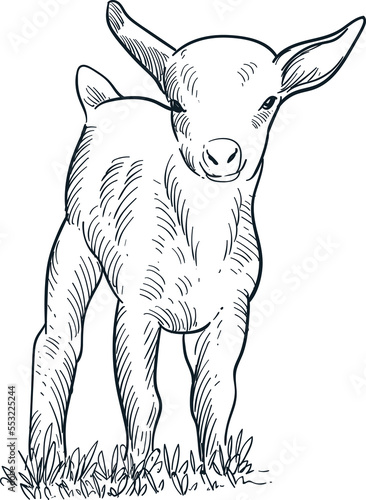 Vintage hand drawn sketch smile cute baby goat