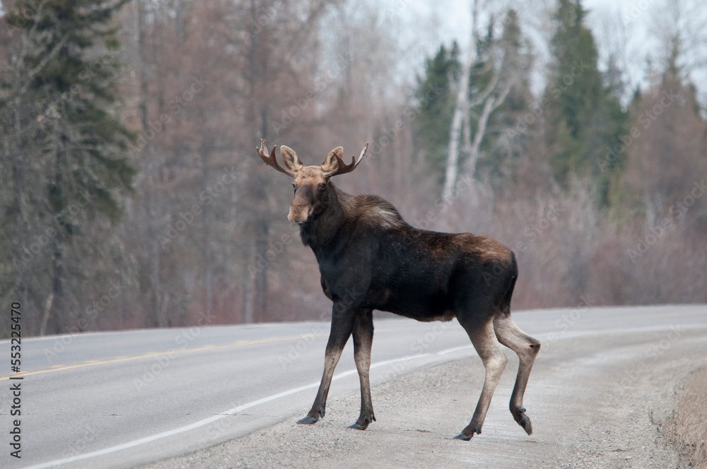 Moose Stock Photo and Image. Crossing the highway and looking at the camera in the spring season with road, trees, sky background in its environment and habitat surrounding. Moose Stock Photo and Image. Crossing the highway and looking at the camera in the spring season with road, trees, sky background in its environment and habitat surrounding.